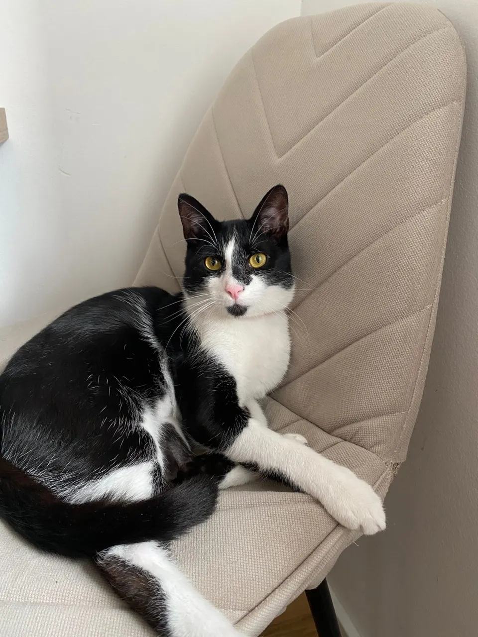 Gato blanco y negro en un sillón