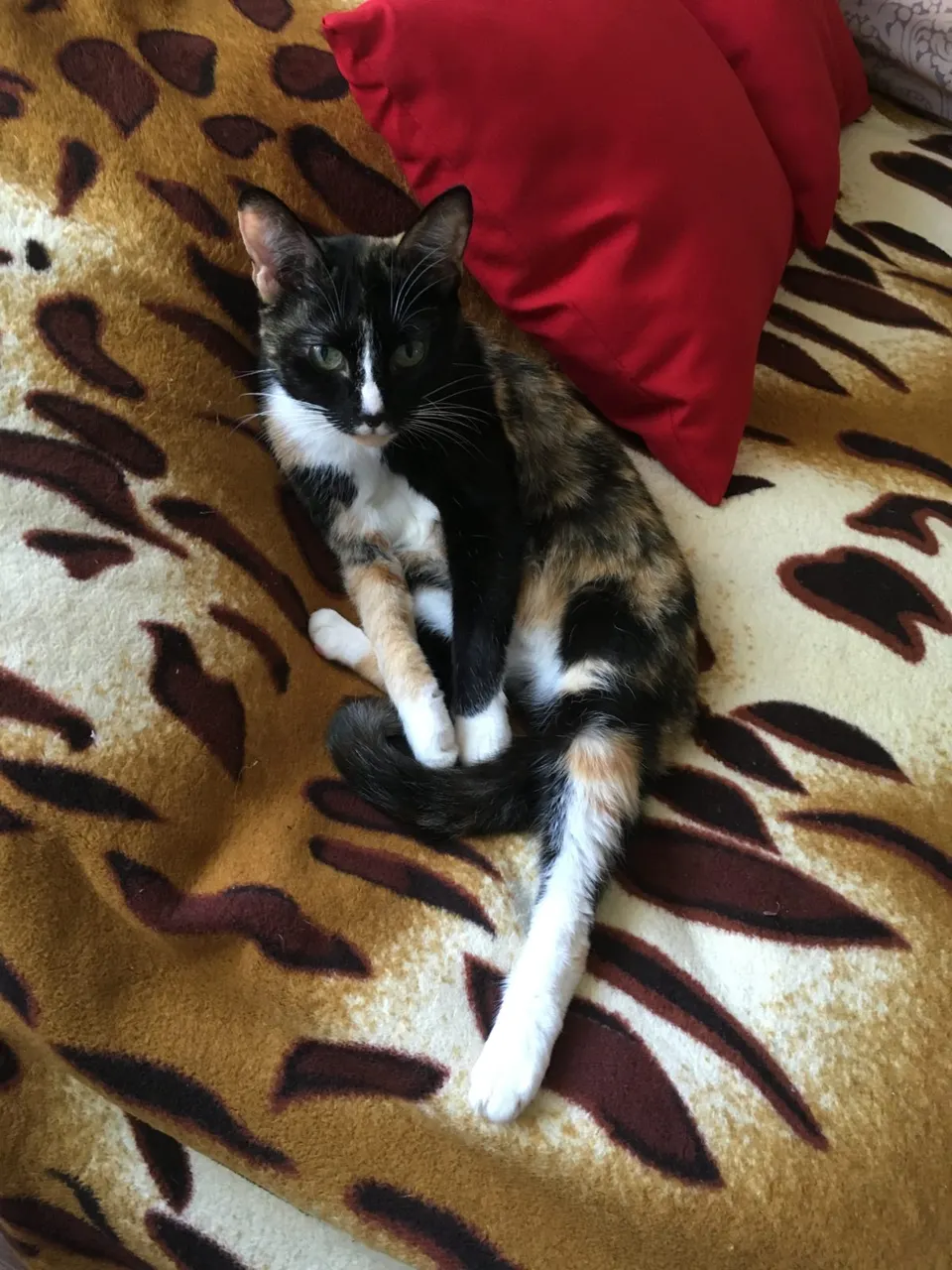Gata tricolor sentada sobre una manta