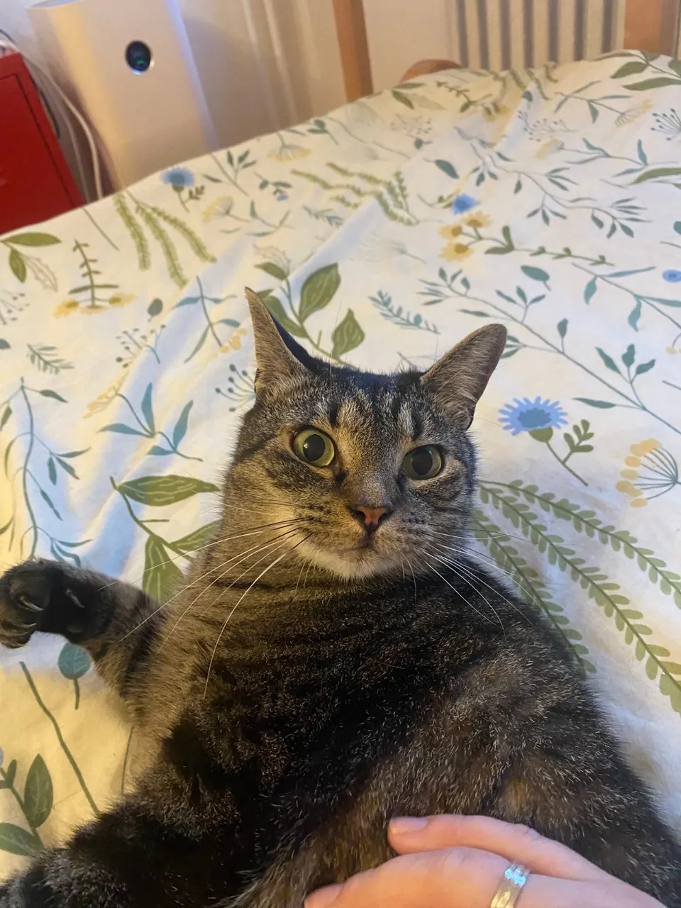 Gato atigrado disfrutando de compañía