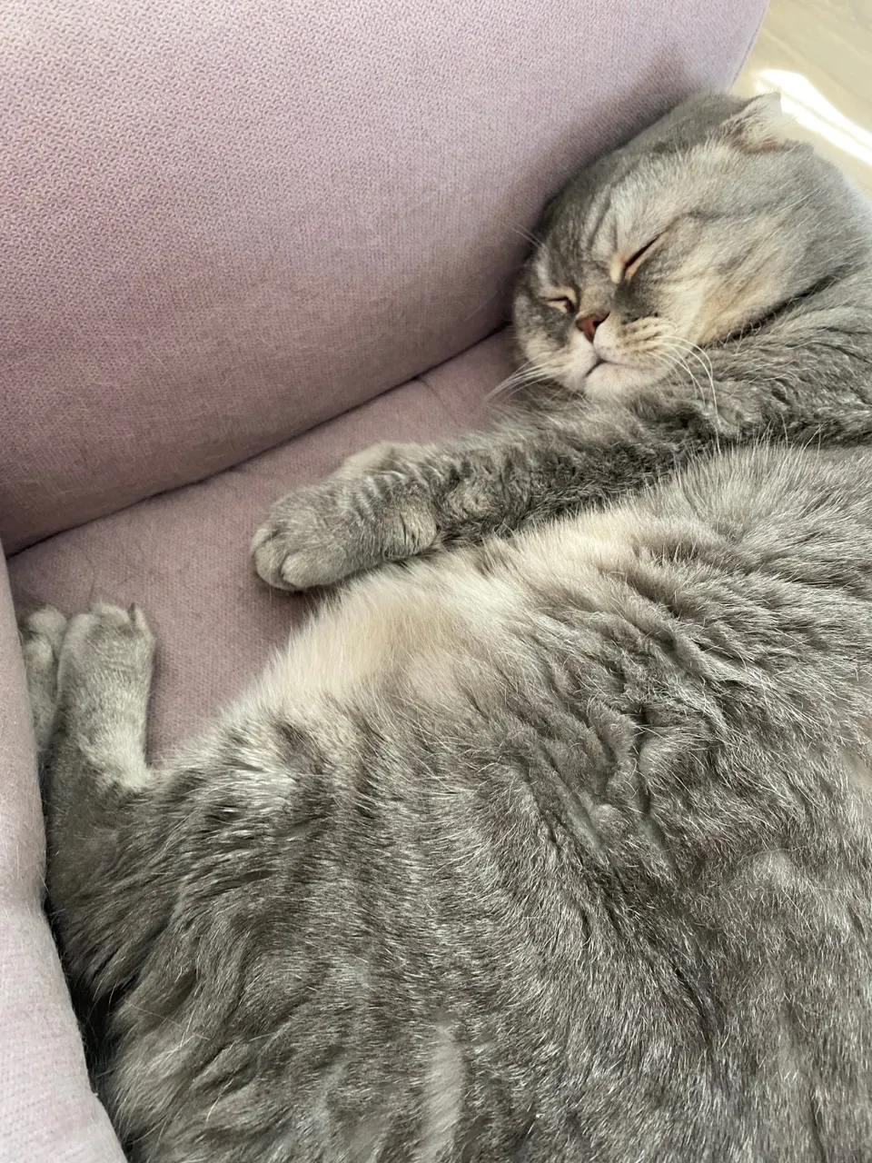 Gato gris descansando en el sofá